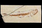 Bargain, Cretaceous Viper Fish (Prionolepis) - Lebanon #147169-1